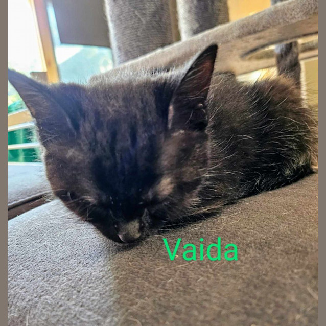 Photo of Vada Meet Me At Petstock Central Store Mornington