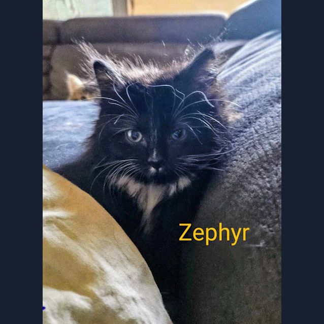 Photo of Zephyr Meet Me@ Petstock Mornington Central Store 