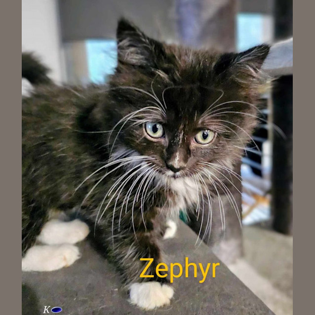 Zephyr meet me Petstock Mornington central store Female Domestic
