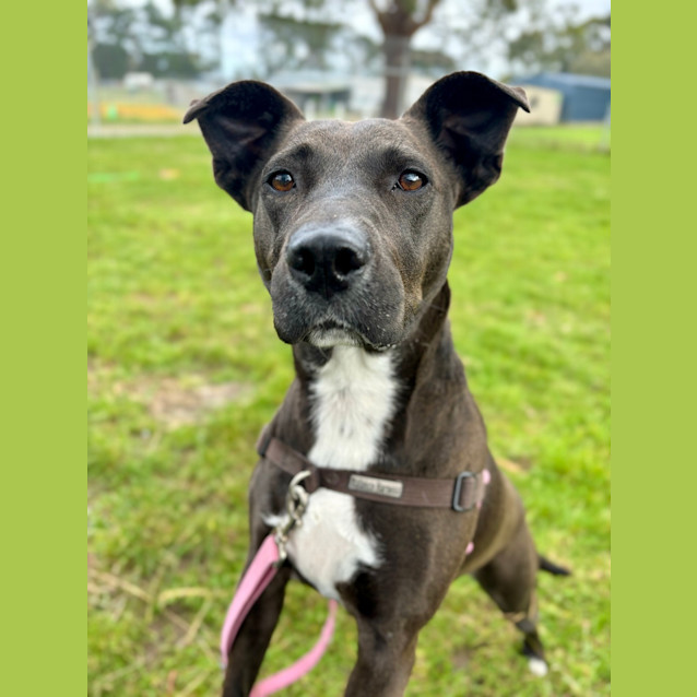 Photo of Roxy