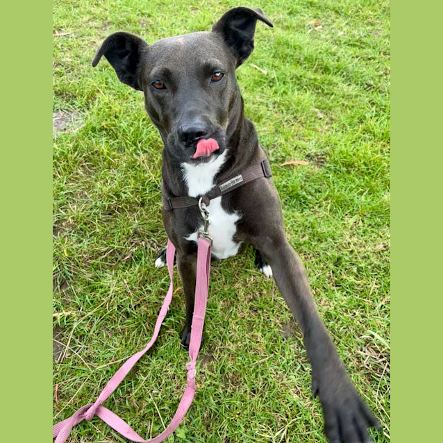 Photo of Roxy