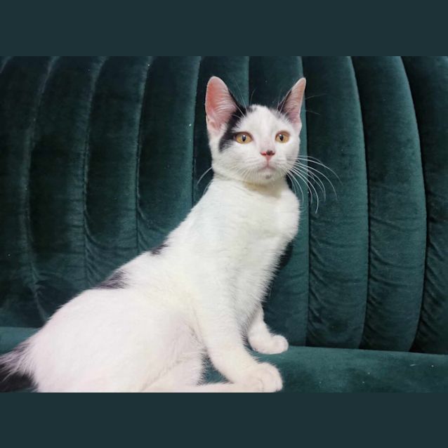 Photo of Bunny