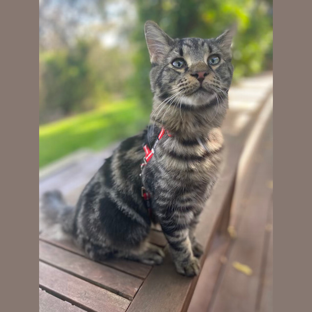 Photo of Ronnie (Ronaldo) 🐈‍⬛