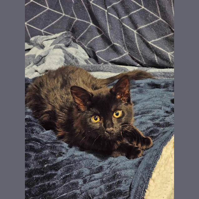 Photo of Malakai & Mazikeen (Located In Wyndham Vale)