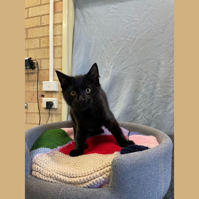 Photo of Shadow