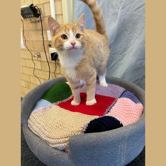 Photo of Cheeto