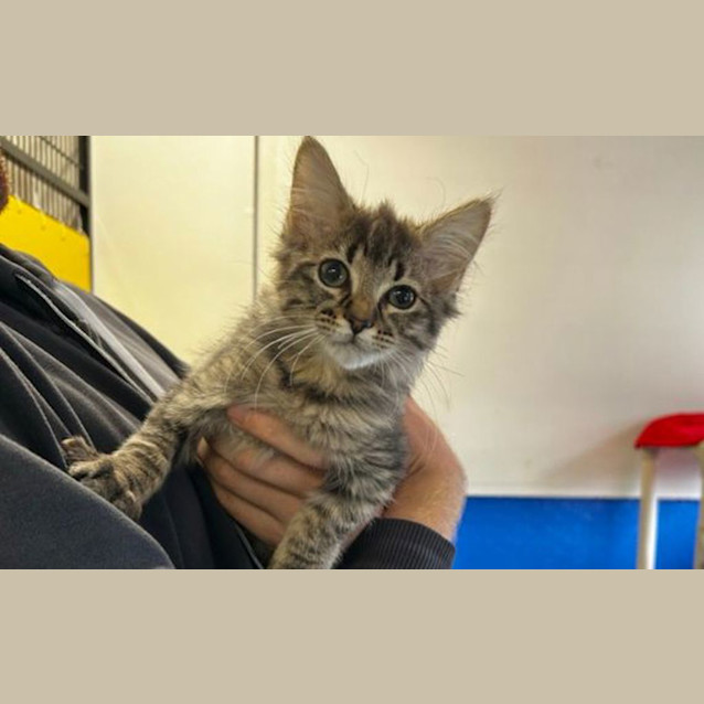 Photo of Tinkerbelle