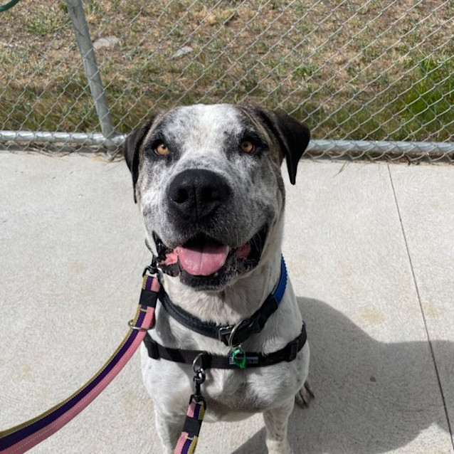 Photo of Sprocket
