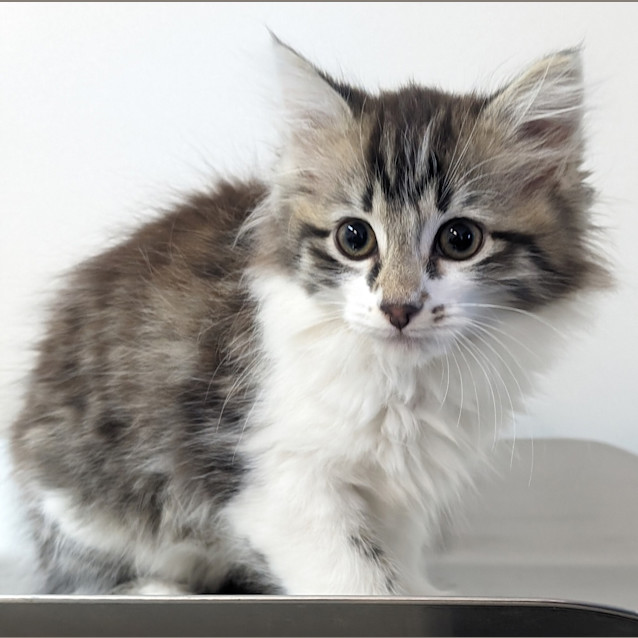 Photo of Annie