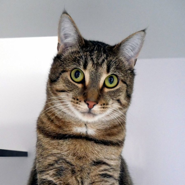 Photo of Stitch Sua012344