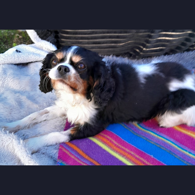Photo of Lacey