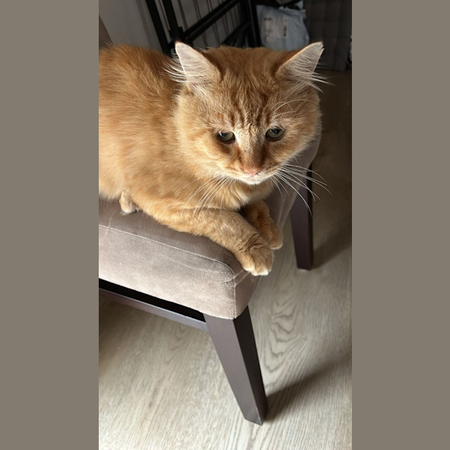 Photo of Scruffles ^^Dandy Cat Rescue^^