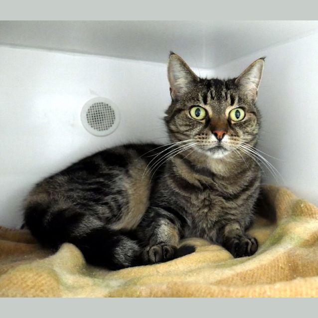 Photo of Tig Sua012572