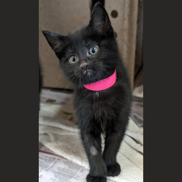 Photo of Milkshake