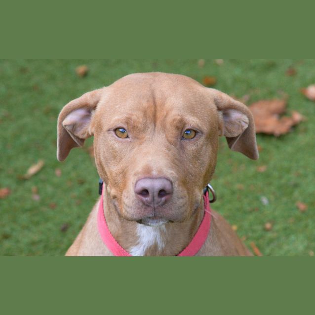 Photo of Biscuit