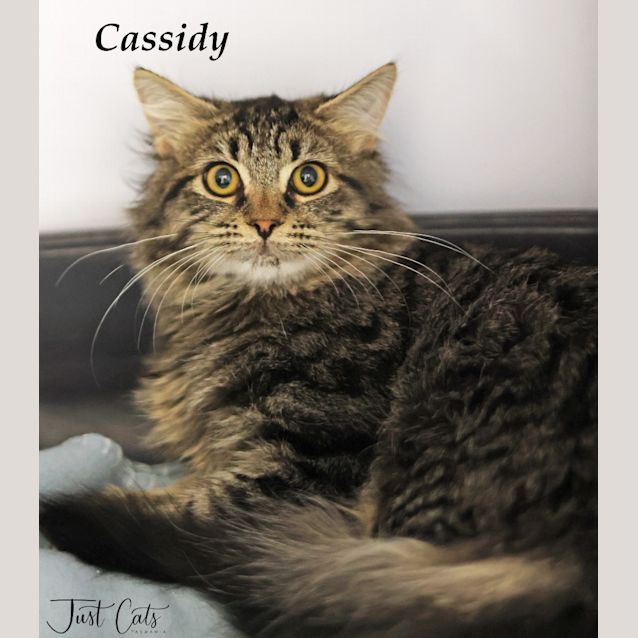 Photo of Cassidy