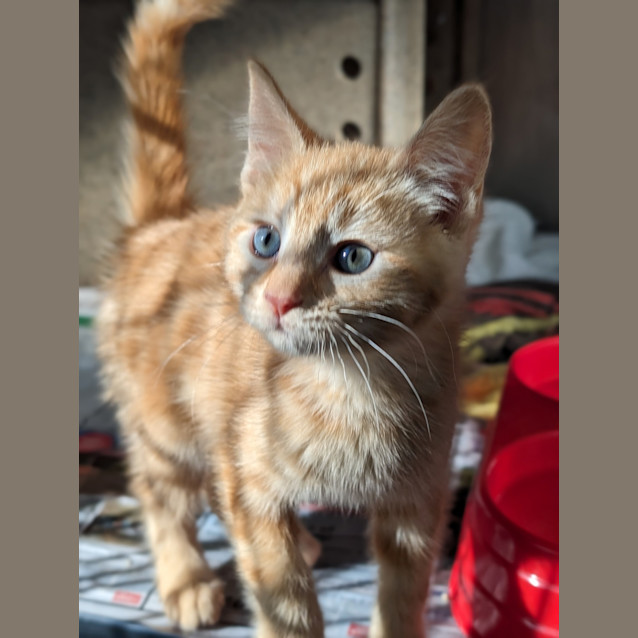 Photo of Layla