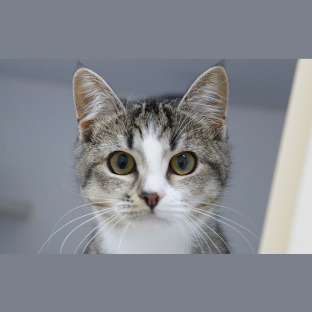 Photo of Stella