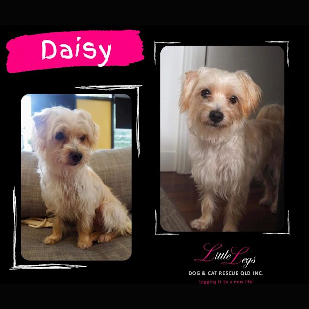 Photo of Daisy