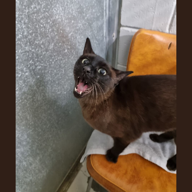 Photo of Oliver