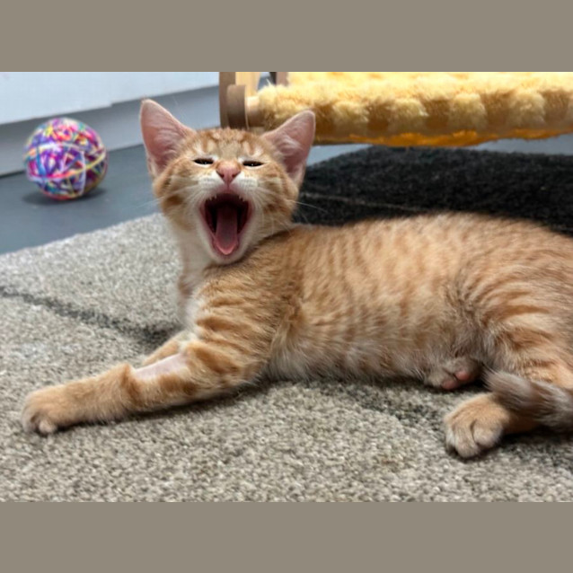 Photo of Charlie 😻🧵