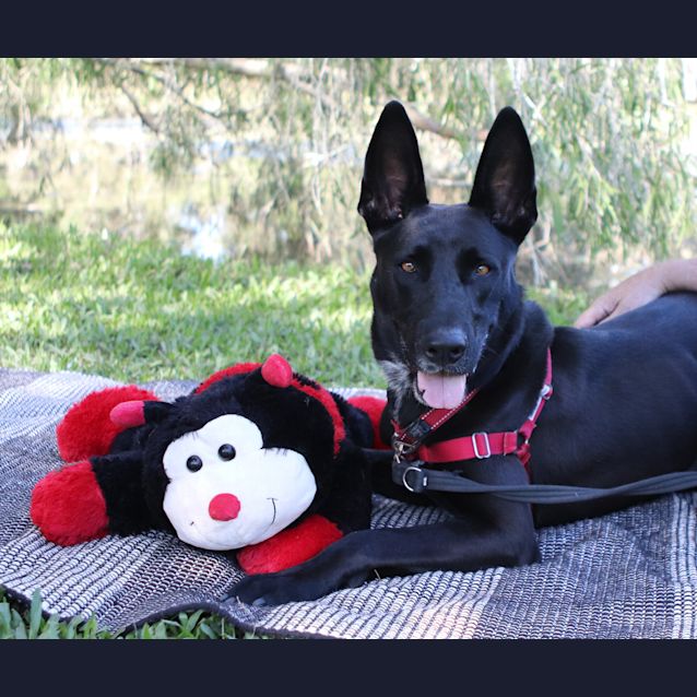 Photo of Louie