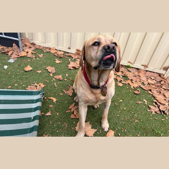 Photo of Marley