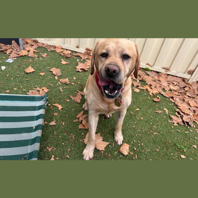 Photo of Marley