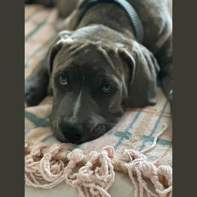 Photo of Knightly