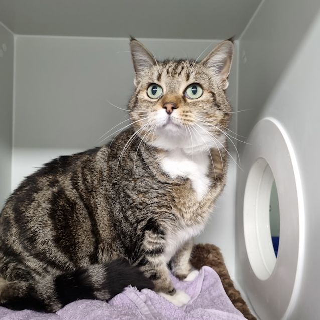 Photo of Puss Puss