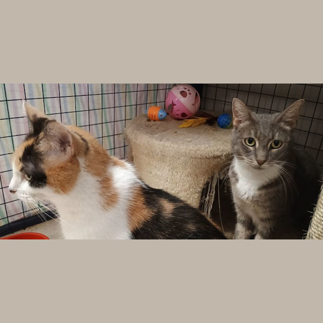 Photo of Lily & Patch