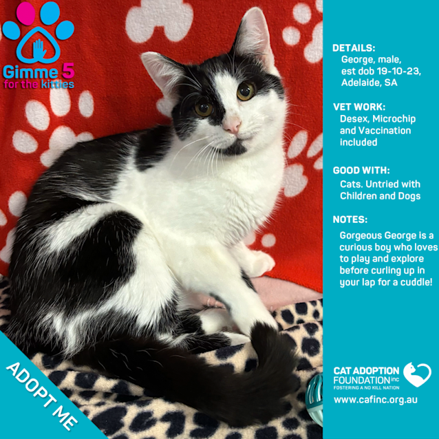 Photo of George Just $50 Limited Time!