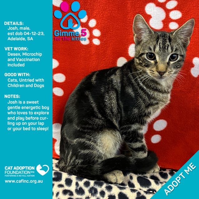 Photo of Josh Just $50 Limited Time!