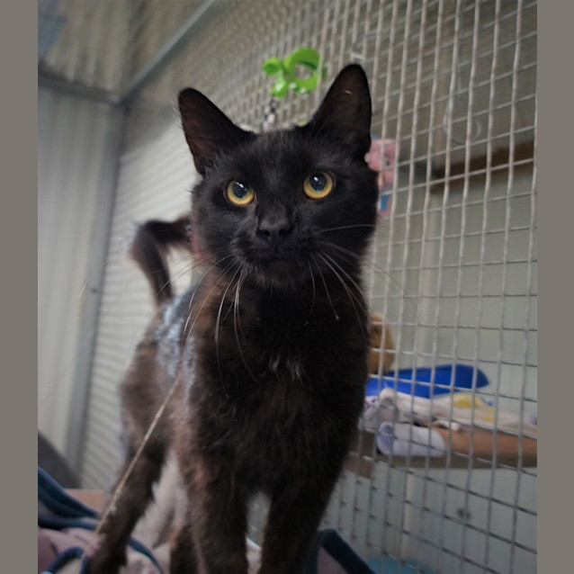 Photo of Sooty