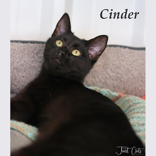 Photo of Cinder