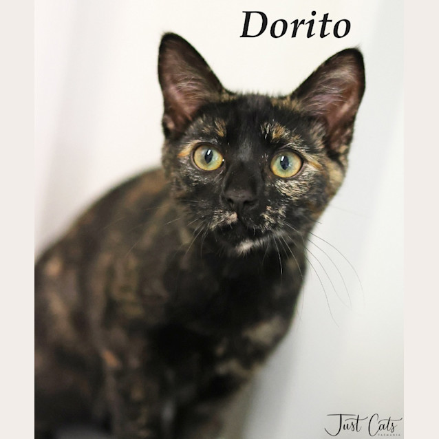 Photo of Dorito