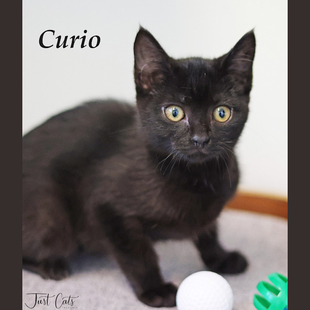 Photo of Curio