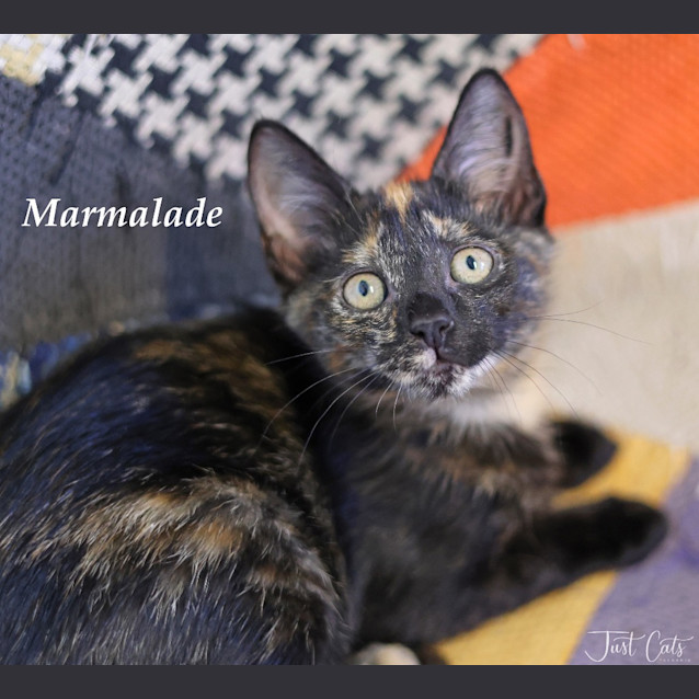 Photo of Marmalade