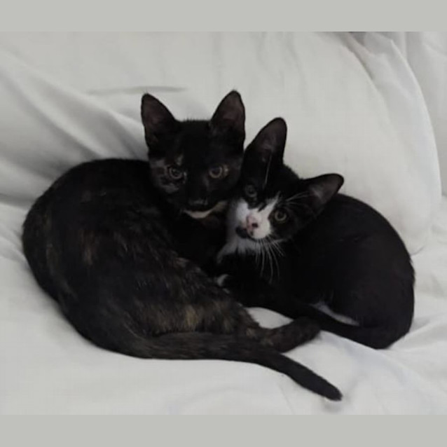 Photo of Vivaldi & Mozart