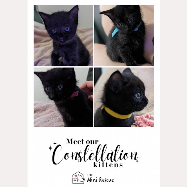 Photo of Constellation Kittens!