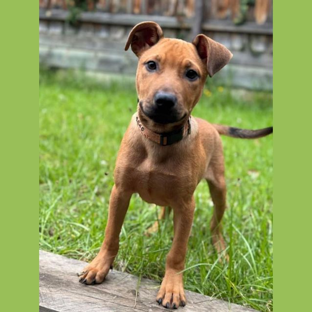 Photo of Pickles 