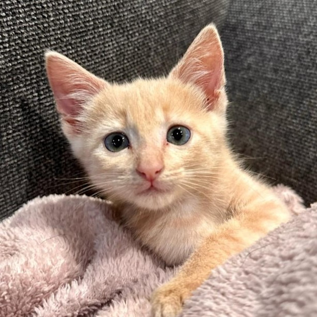 Photo of Nacho Cheese