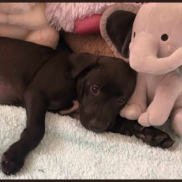 Photo of Bear   11 Week Old Ridgeback X Staffy (Trial)