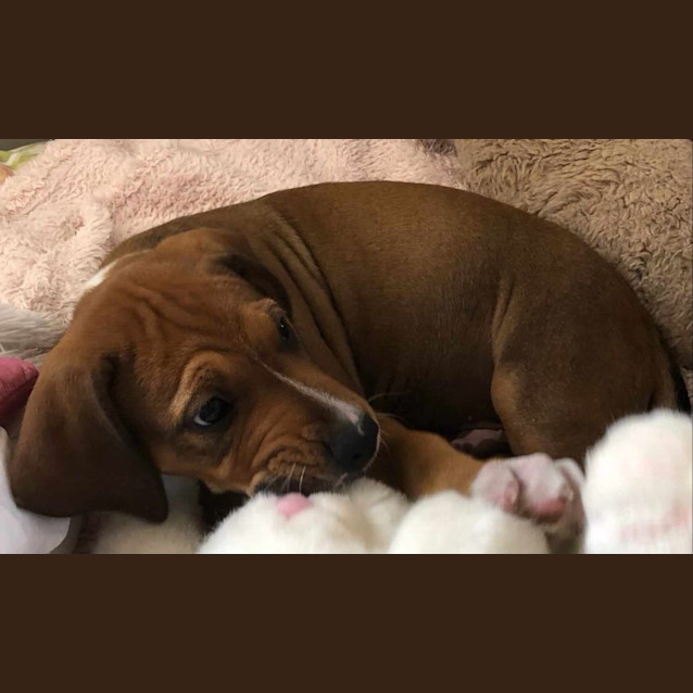 Photo of Benjamin Button   14 Week Old Ridgeback X (Trial)
