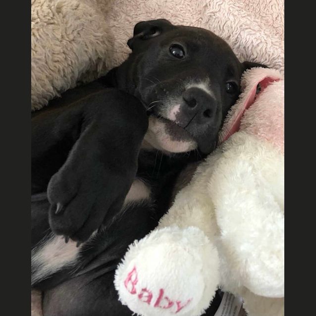 Photo of Pandora   9 Week Old Ridgeback X Staffy