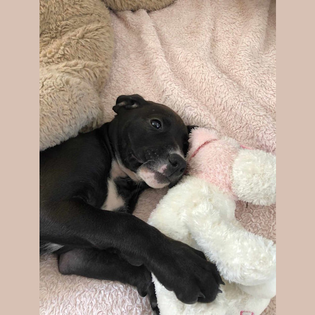 Photo of Pandora   9 Week Old Ridgeback X Staffy