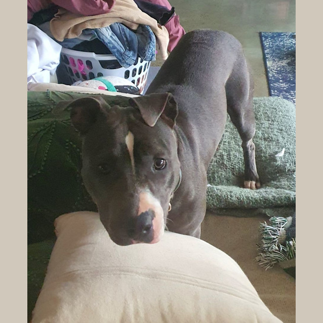 Photo of Indigo