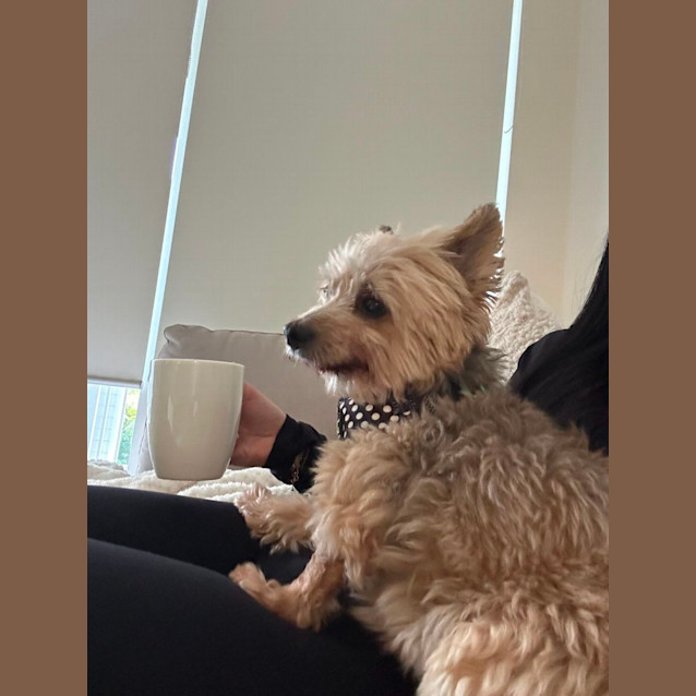 Photo of Benji