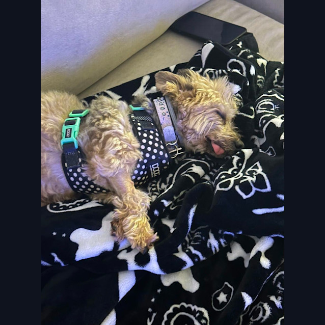 Photo of Benji