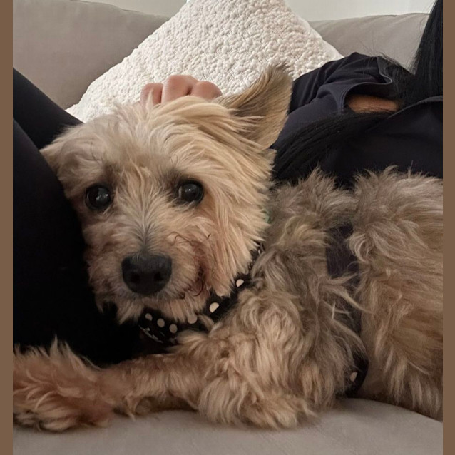 Photo of Benji